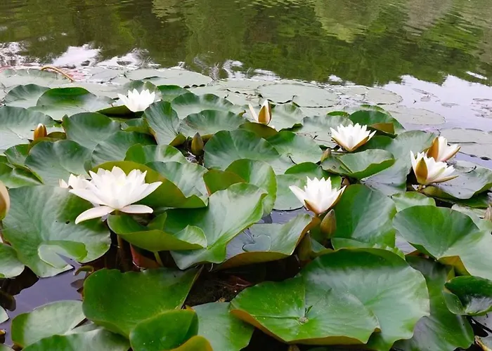 Viva La Vida House * Smederevska Palanka